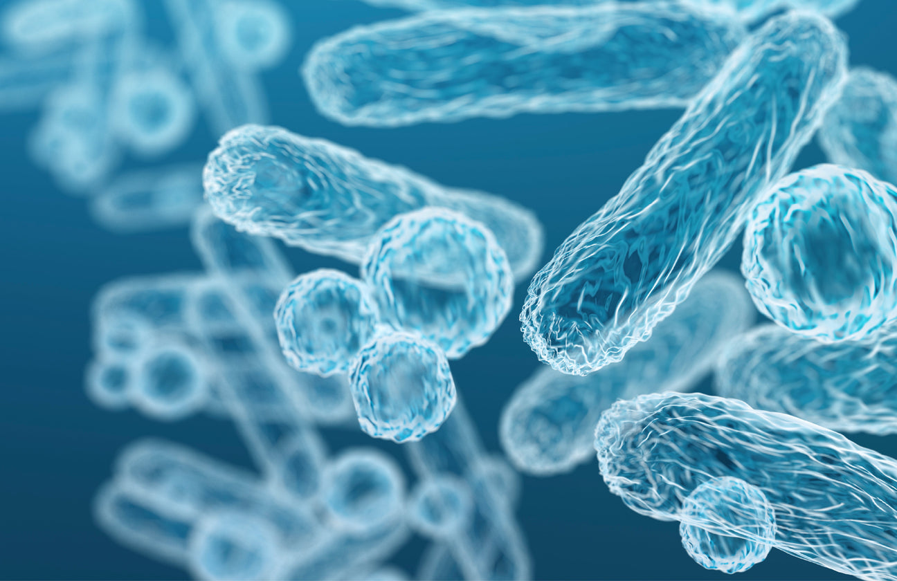 Akkermansia muciniphila: Tu Aliado Natural para la Salud Digestiva y Metabólica
